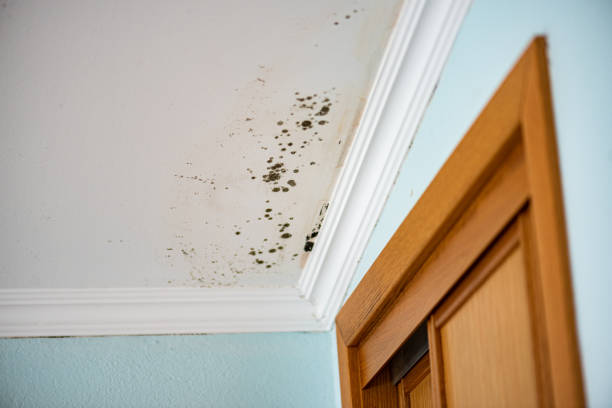 Best Localized Mold Remediation (e.g., coastal areas, humid climates) in Lake Lure, NC