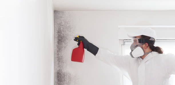Best Localized Mold Remediation (e.g., coastal areas, humid climates) in Lake Lure, NC